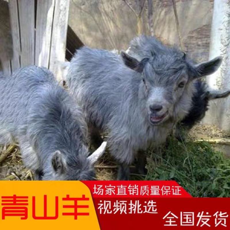 青山羊价格青山羊羊羔头胎怀孕母羊免费运输