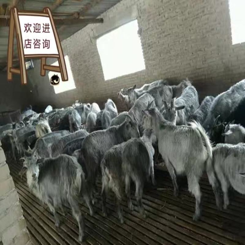 青山羊价格青山羊羊羔头胎怀孕母羊免费运输