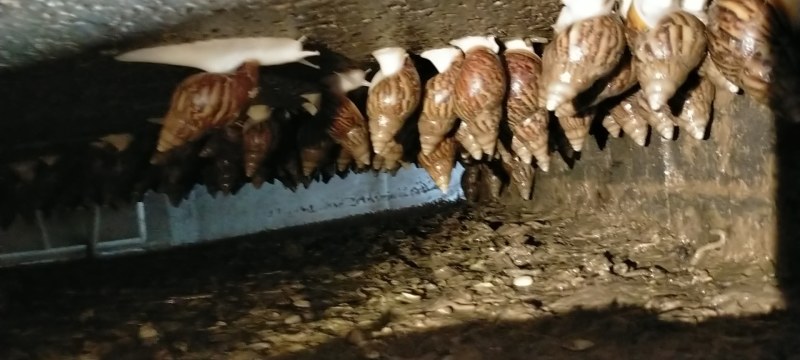 白玉蜗牛现在大量出售出厂价美丽