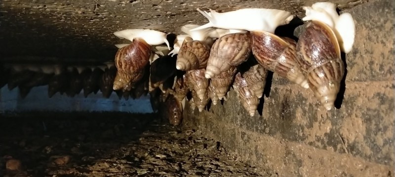 白玉蜗牛现在大量出售出厂价美丽