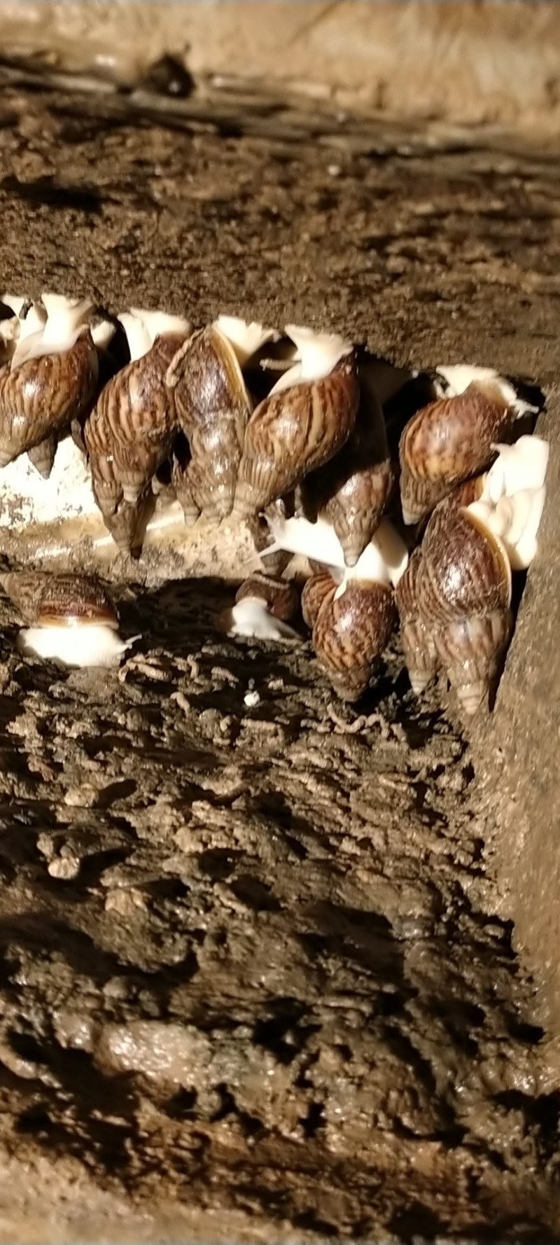 白玉蜗牛现在大量出售出厂价美丽