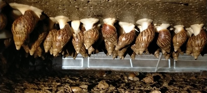 白玉蜗牛现在大量出售出厂价美丽
