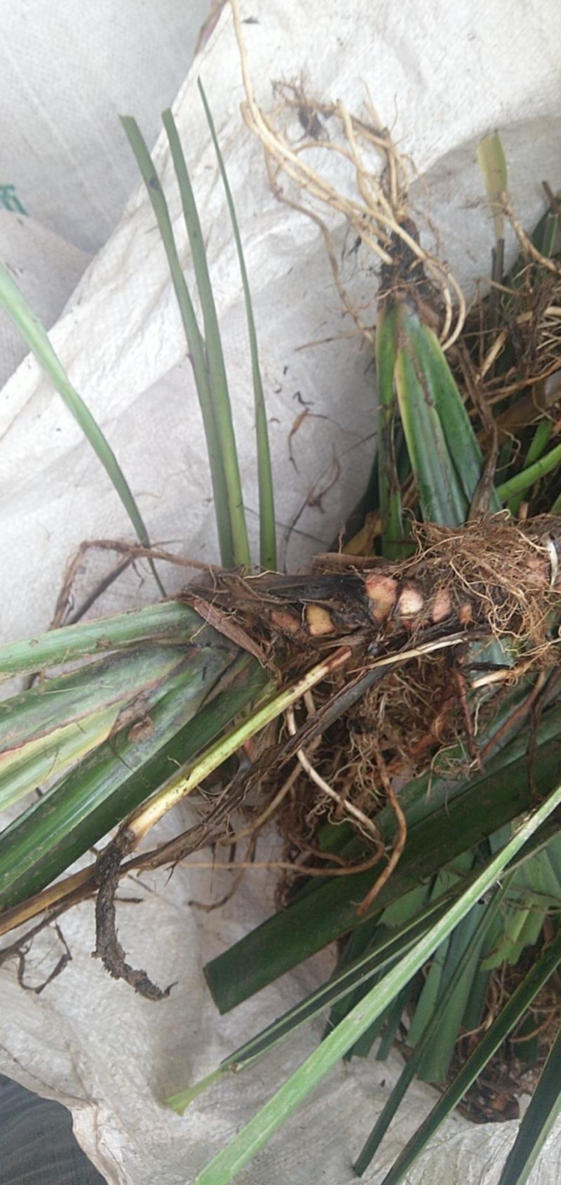 【基地直【石菖蒲种苗大苗野生移栽含量高，山货基地货都有