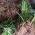 【基地直【石菖蒲种苗大苗野生移栽含量高，山货基地货都有