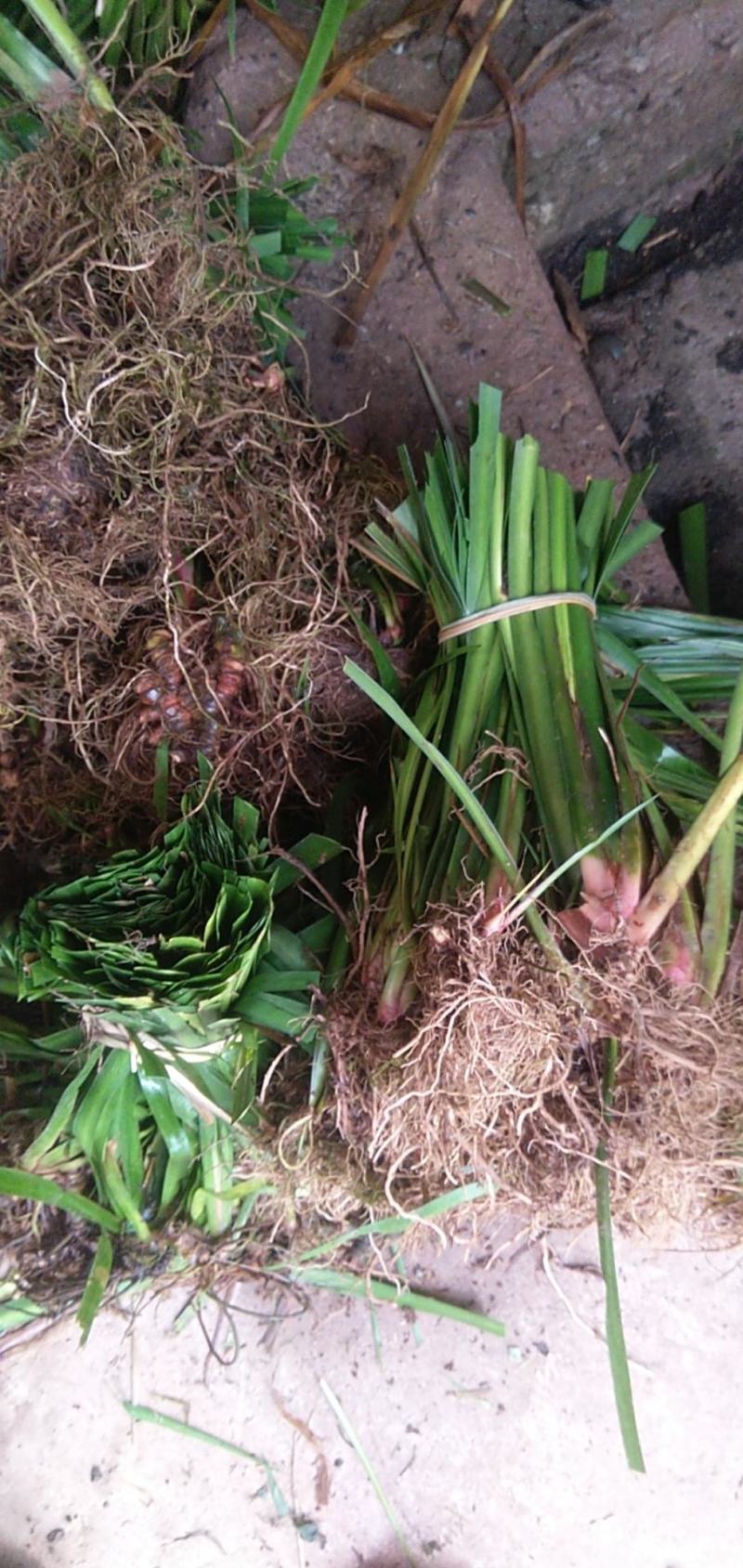 【基地直【石菖蒲种苗大苗野生移栽含量高，山货基地货都有