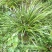 【基地直【石菖蒲种苗大苗野生移栽含量高，山货基地货都有