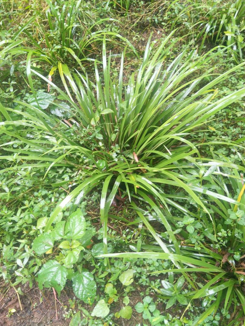 【基地直【石菖蒲种苗大苗野生移栽含量高，山货基地货都有