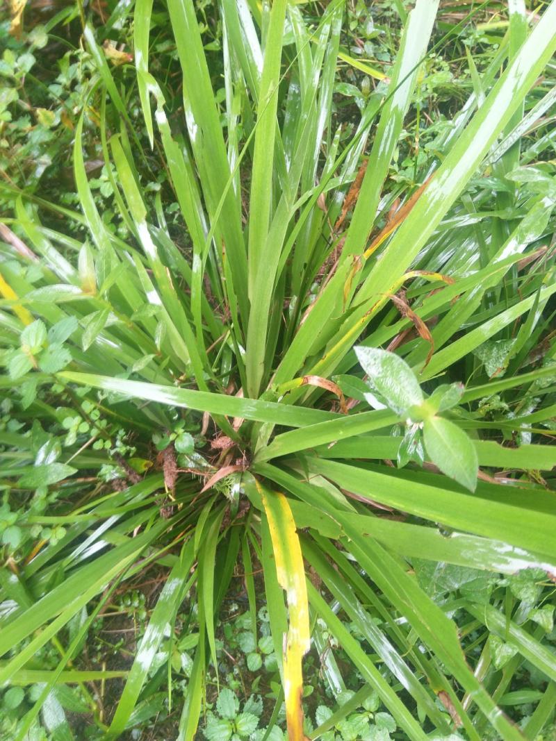 【基地直【石菖蒲种苗大苗野生移栽含量高，山货基地货都有