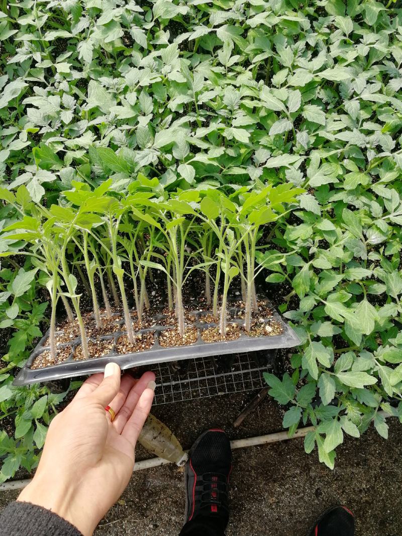 西红柿苗！抗死颗，抗黄头，高抗病毒，粉果，精品果，大果