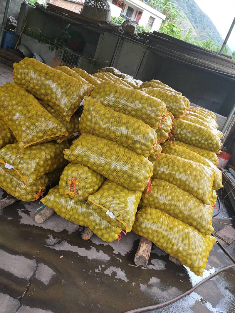 青皮核桃，上市欢迎各位老板定货，