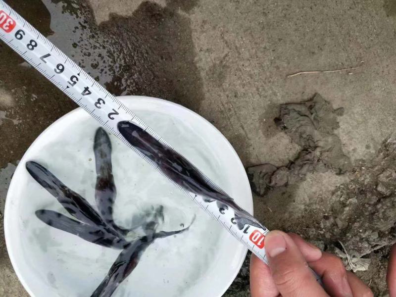 鸭嘴鱼，养殖场直发（售后跟踪服务技术指导）质量保证