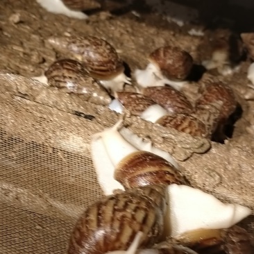 白玉蜗牛大量出售出厂价美丽