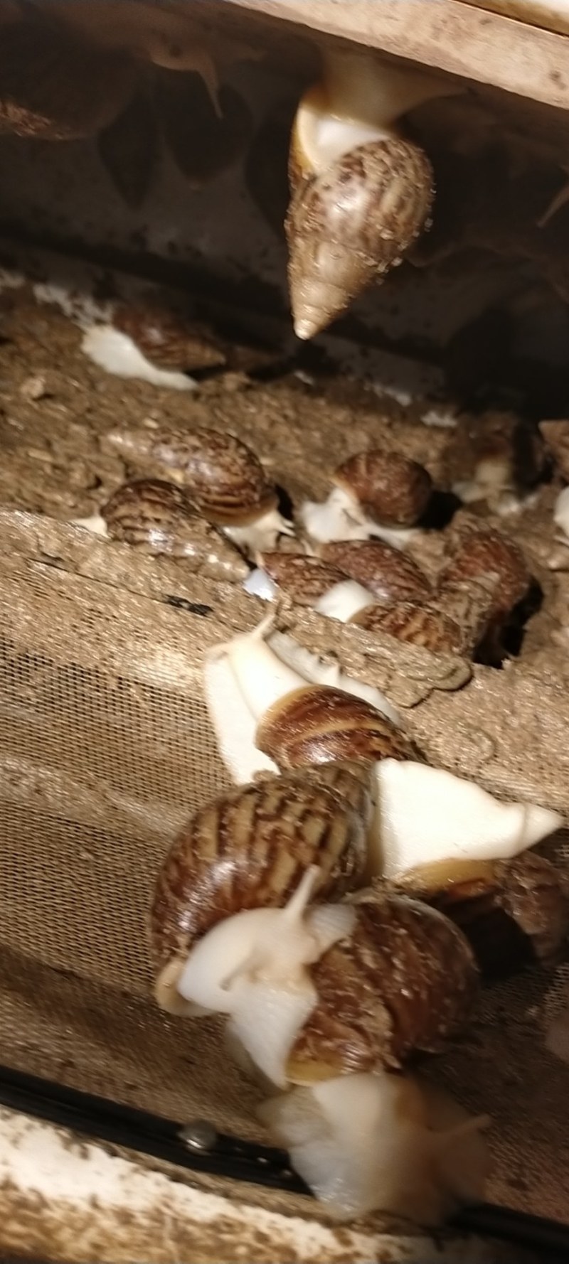 白玉蜗牛大量出售出厂价美丽