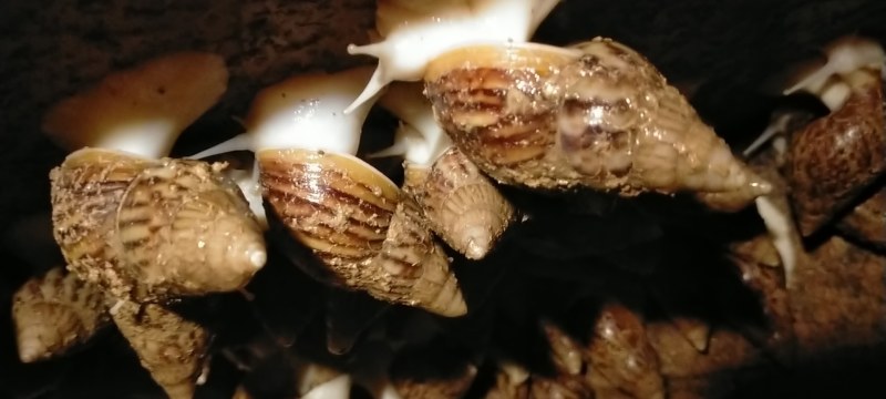 白玉蜗牛大量出售出厂价美丽