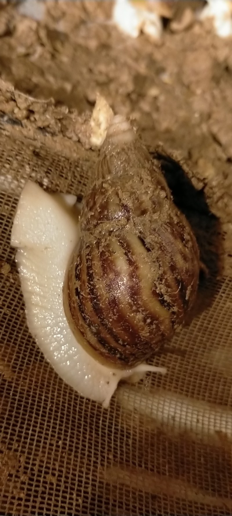 白玉蜗牛大量出售出厂价美丽