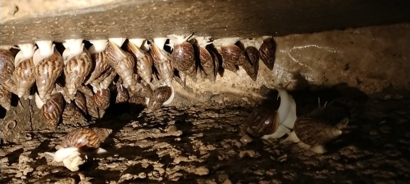 白玉蜗牛大量出售出厂价美丽