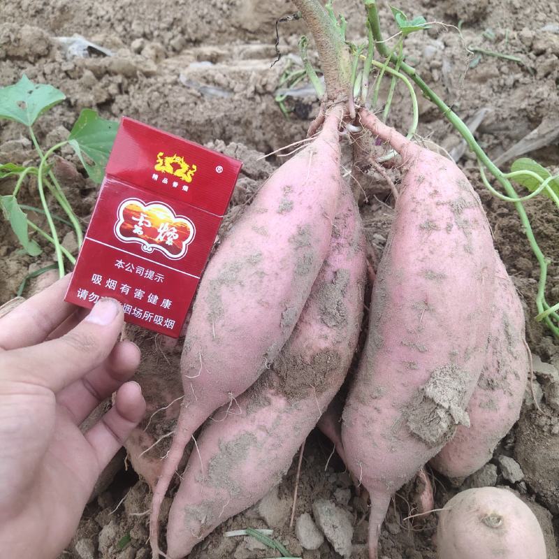 【红薯】开封精品龙薯纯沙地红薯九号，产地直发货源充足