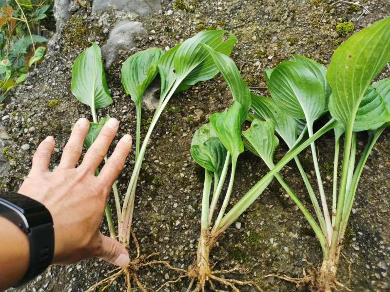 玉簪低价供应全国低价全国各地发货基地直销