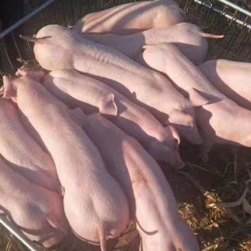 三元仔猪猪苗批发大型仔猪繁育基地健康保证防疫到位