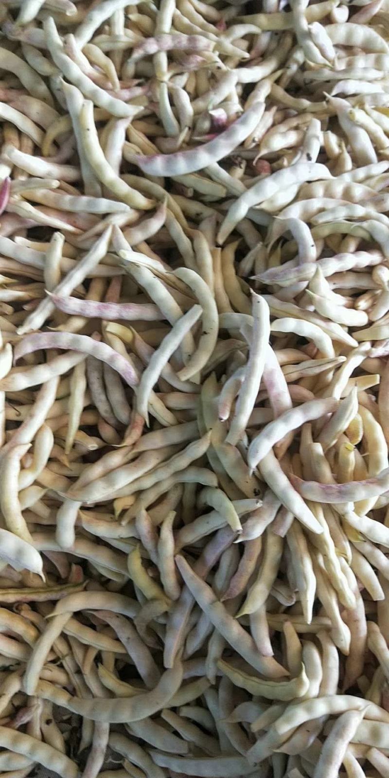 东北油豆角，黄金勾，架豆，马掌，盖世等，西红柿