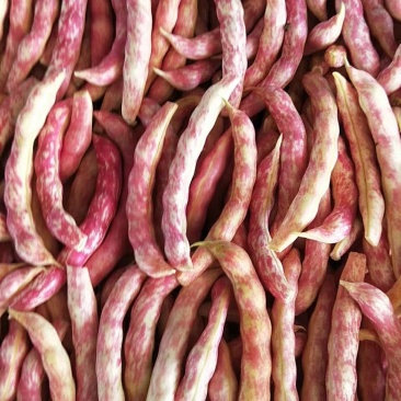 东北油豆角，黄金勾，架豆，马掌，盖世等，西红柿