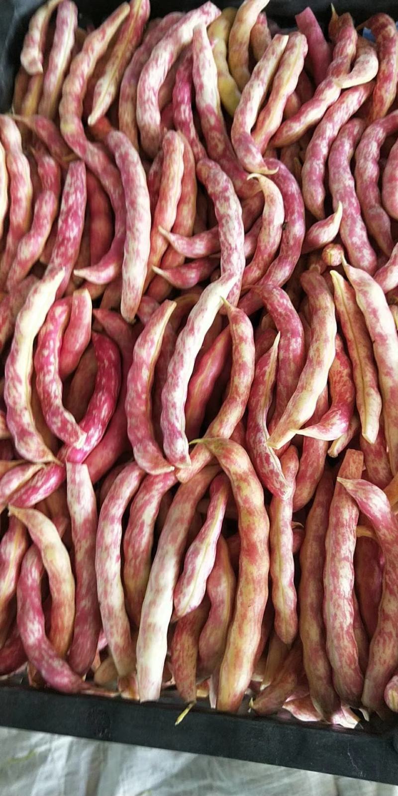 东北油豆角，黄金勾，架豆，马掌，盖世等，西红柿