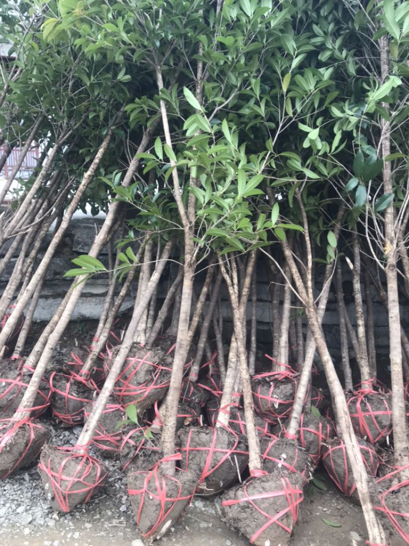 湖北咸宁桂花树苗根系发达存活率高农户直销价格实惠