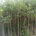湖北咸宁桂花树苗根系发达存活率高农户直销价格实惠
