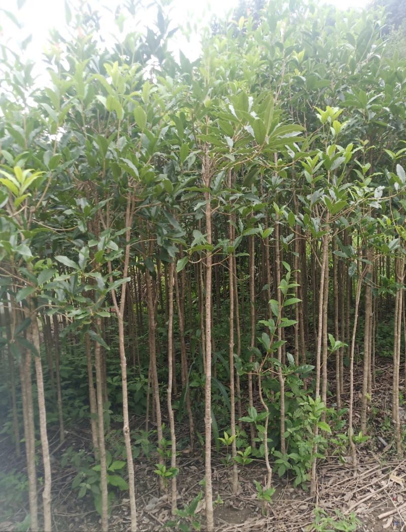 湖北咸宁桂花树苗根系发达存活率高农户直销价格实惠