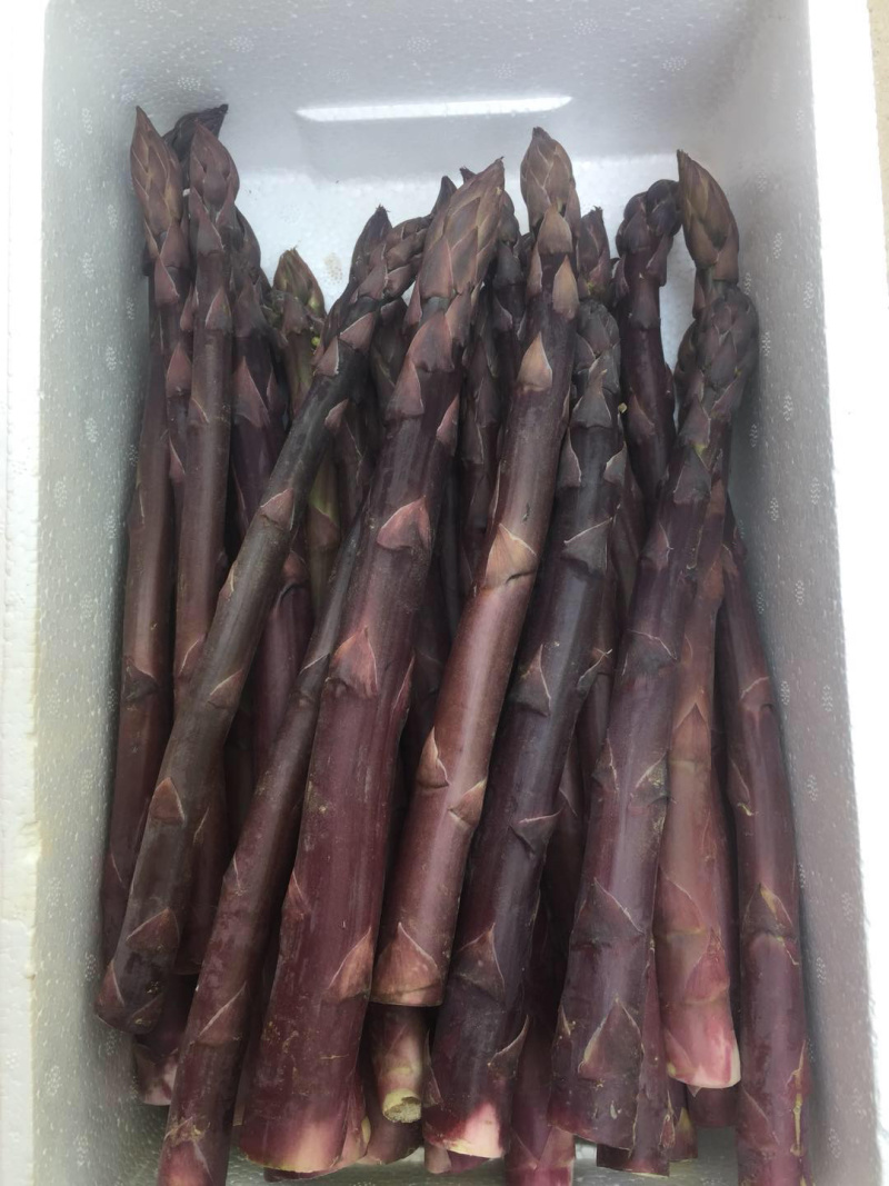 紫芦笋苗紫色芦笋苗带土发货保证成活
