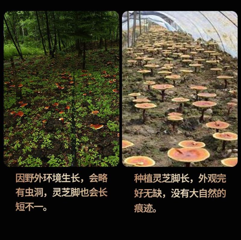 紫灵芝片赤灵芝切片盒装东北特产长白山椴木灵芝片