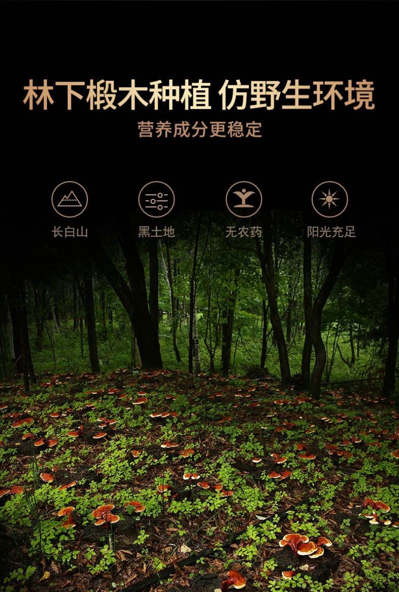 紫灵芝片赤灵芝切片盒装东北特产长白山椴木灵芝片