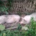 陆川土公猪，长白，三杂，育肥猪等各种各样品种