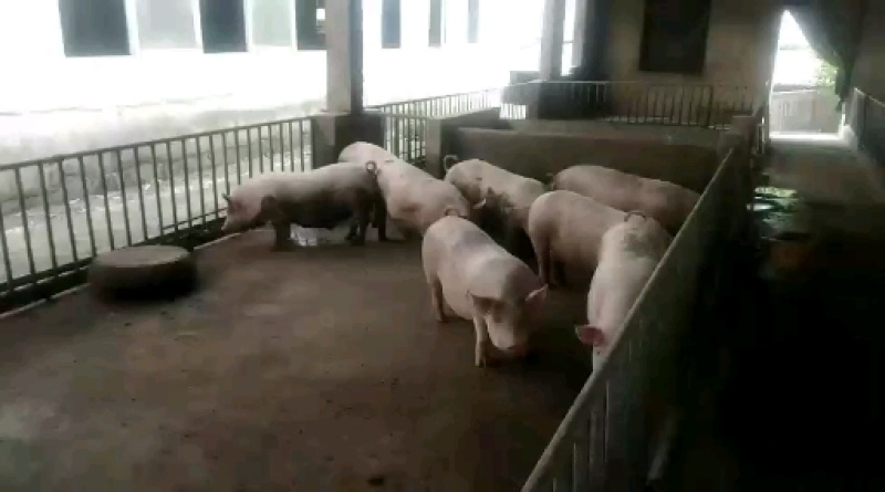 陆川土公猪，长白，三杂，育肥猪等各种各样品种