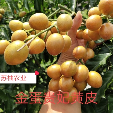 鸡心皮果苗、贵妃黄皮果苗、黑黄皮果苗紫肉黄皮果苗基地现货
