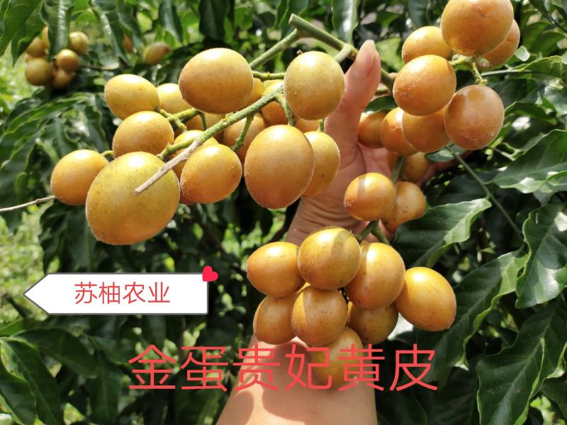 鸡心皮果苗、贵妃黄皮果苗、黑黄皮果苗紫肉黄皮果苗基地现货