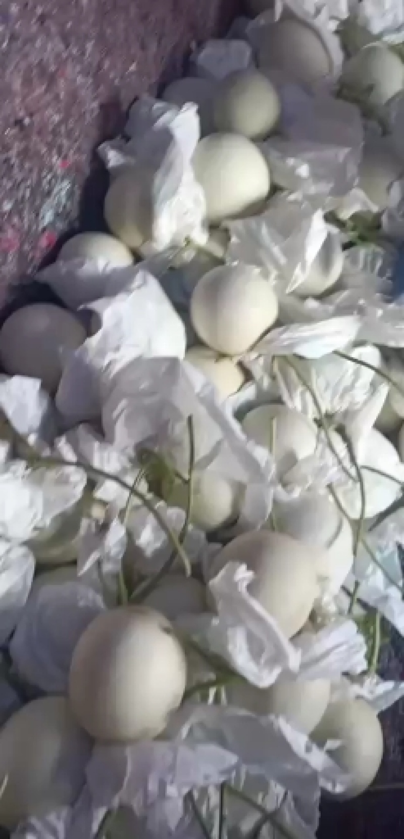 河北衡水精品甜瓜玉姑甜瓜长期供货质量保证诚信第一货源充足