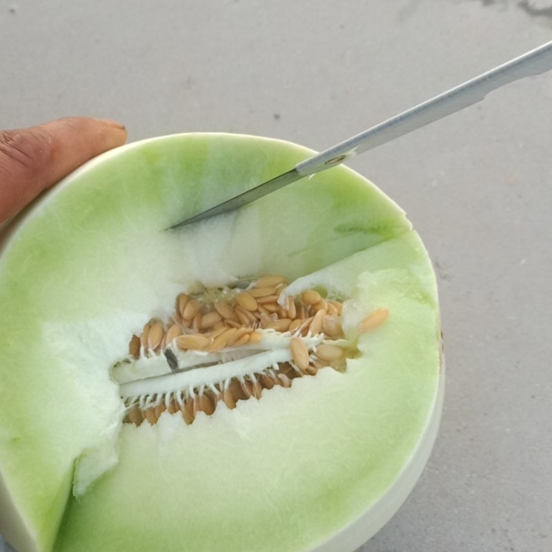 河北衡水精品甜瓜玉姑甜瓜长期供货质量保证诚信第一货源充足