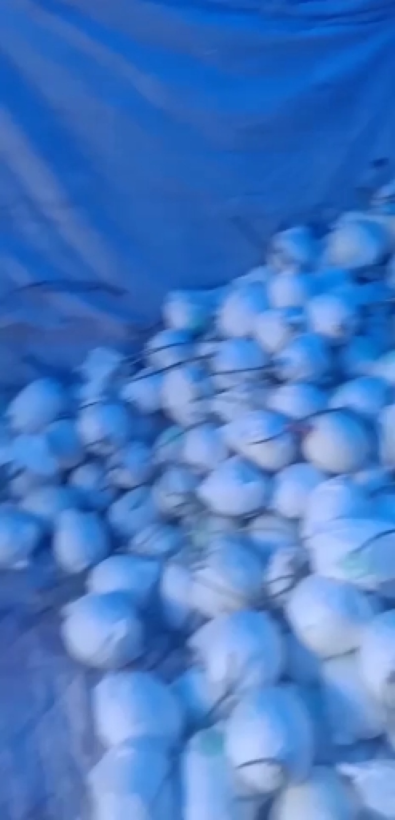 河北衡水精品甜瓜玉姑甜瓜长期供货质量保证诚信第一货源充足