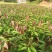 广西芒果苗当年结果嫁接苗南方种植庭院盆栽地栽苗四季芒果苗