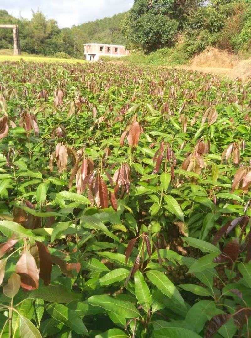 广西芒果苗当年结果嫁接苗南方种植庭院盆栽地栽苗四季芒果苗