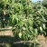 广西芒果苗当年结果嫁接苗南方种植庭院盆栽地栽苗四季芒果苗