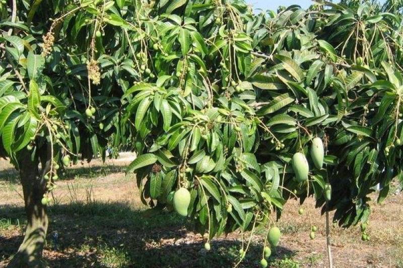 广西芒果苗当年结果嫁接苗南方种植庭院盆栽地栽苗四季芒果苗