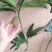 广西芒果苗当年结果嫁接苗南方种植庭院盆栽地栽苗四季芒果苗
