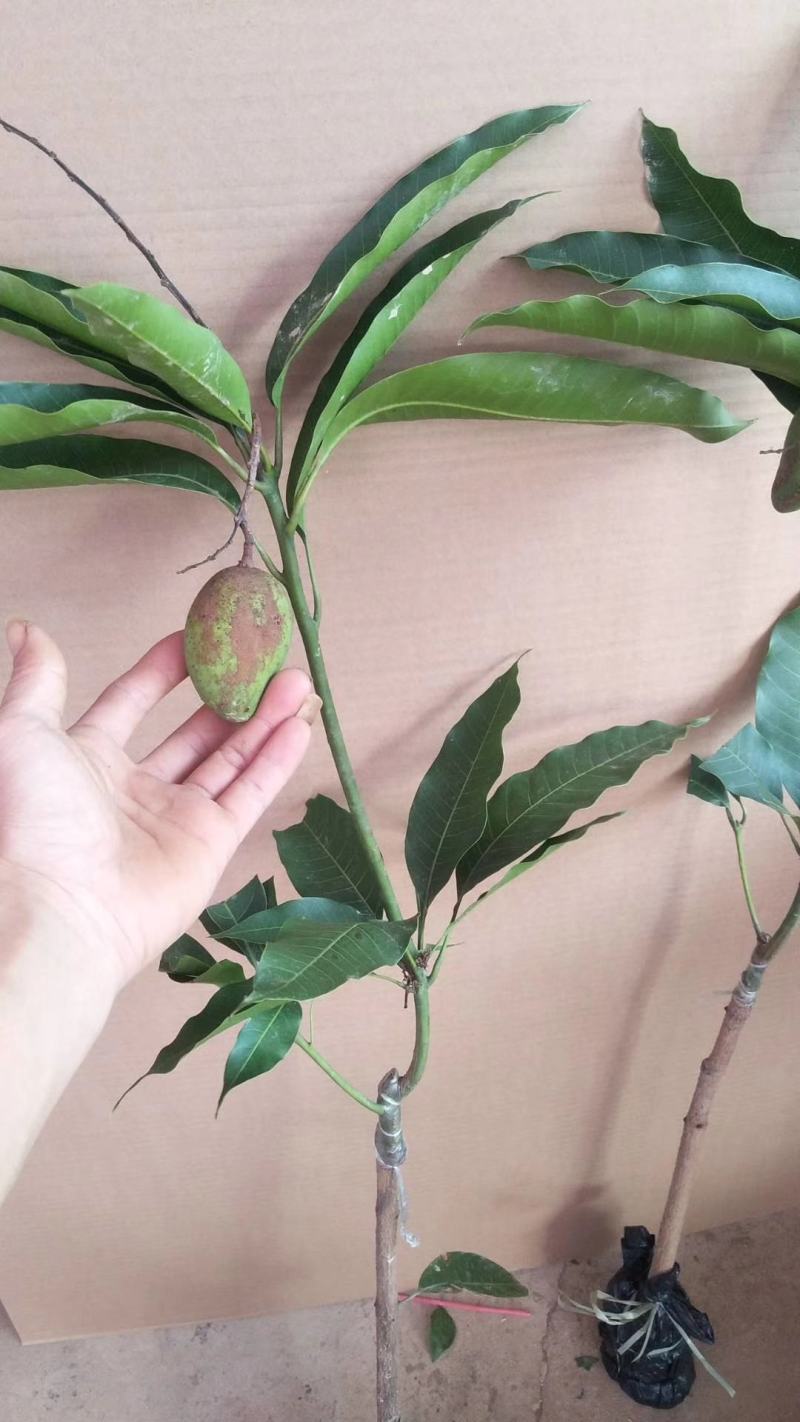 广西芒果苗当年结果嫁接苗南方种植庭院盆栽地栽苗四季芒果苗