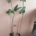 广西芒果苗当年结果嫁接苗南方种植庭院盆栽地栽苗四季芒果苗
