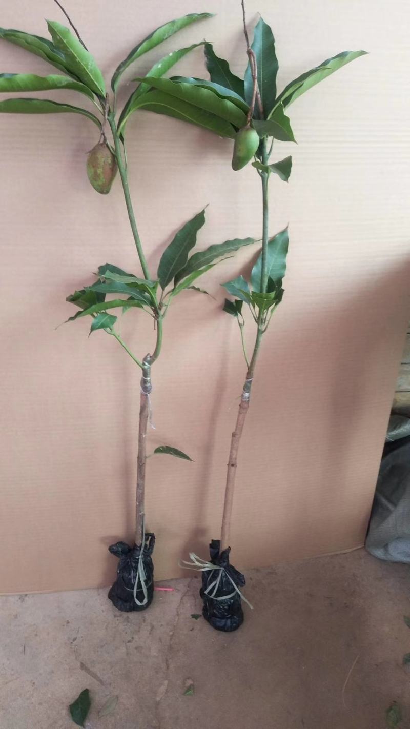 广西芒果苗当年结果嫁接苗南方种植庭院盆栽地栽苗四季芒果苗