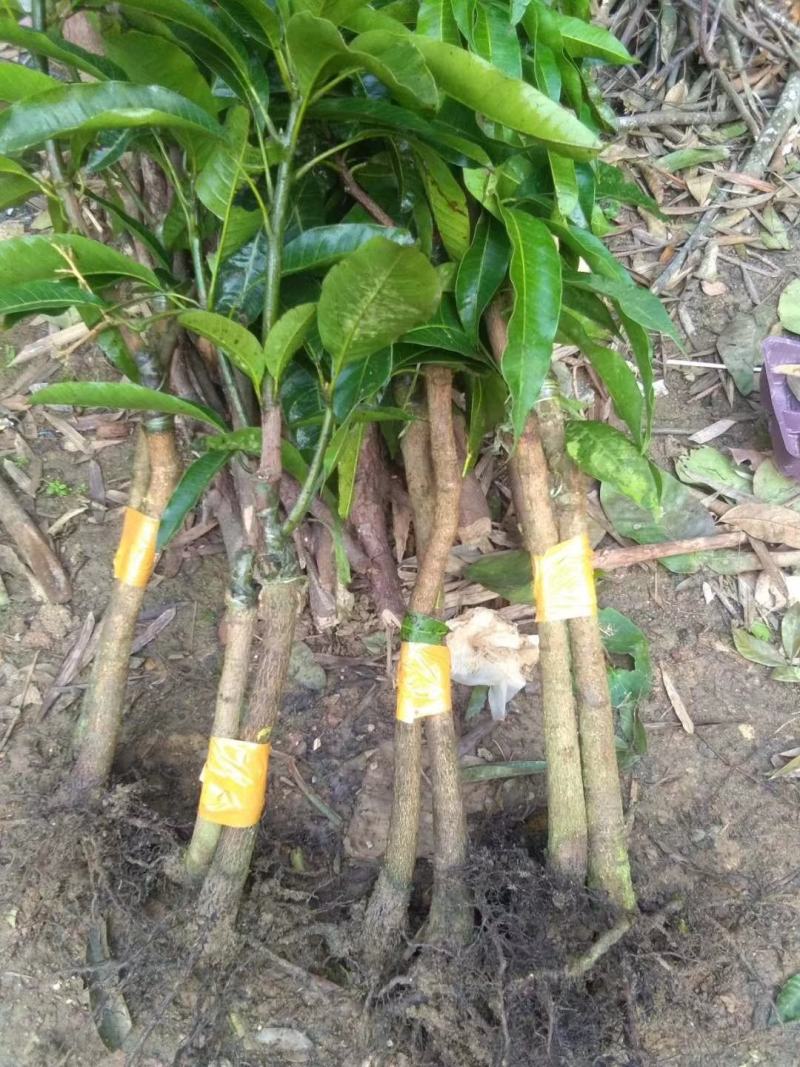 广西芒果苗当年结果嫁接苗南方种植庭院盆栽地栽苗四季芒果苗