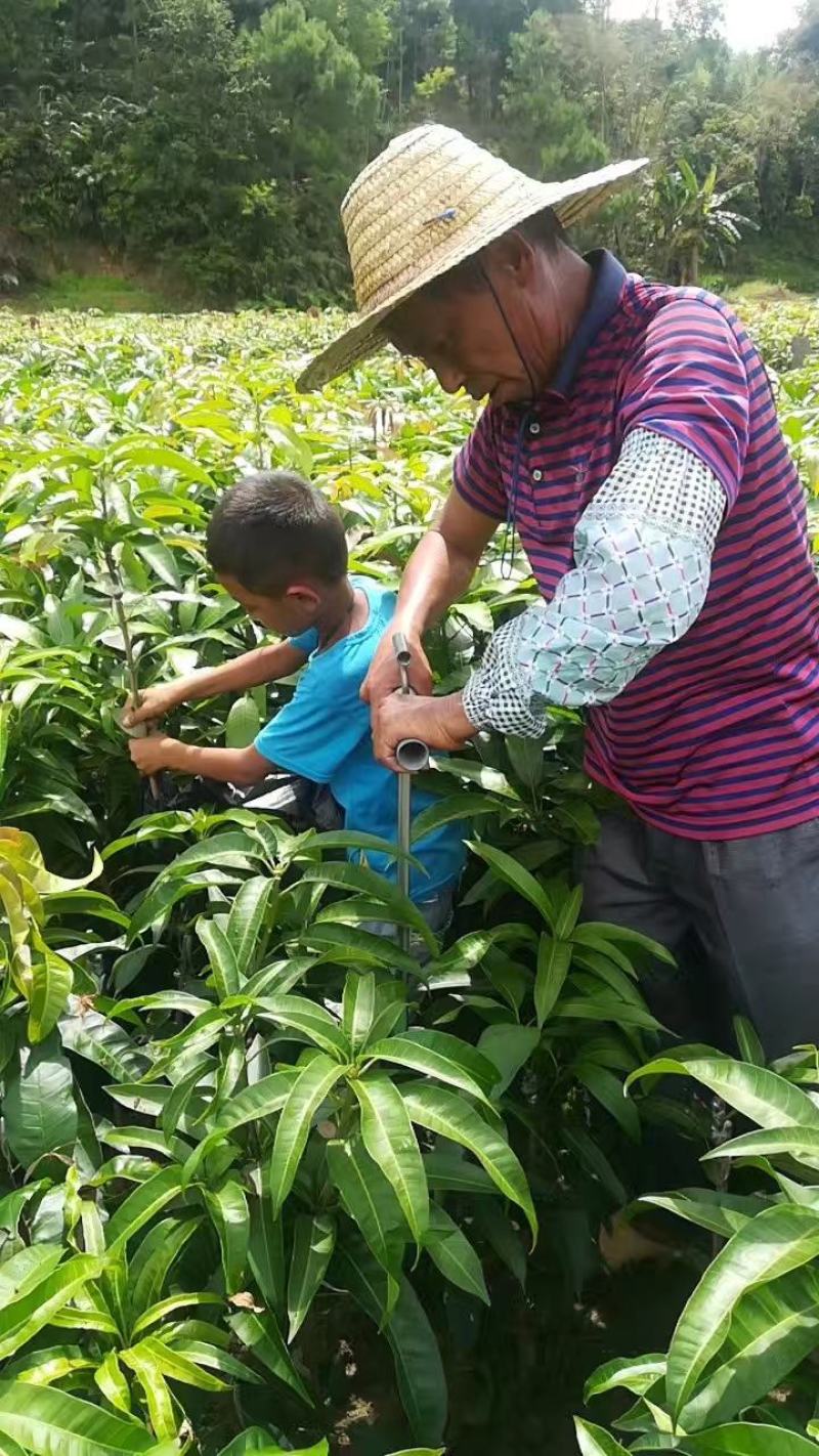 广西芒果苗当年结果嫁接苗南方种植庭院盆栽地栽苗四季芒果苗