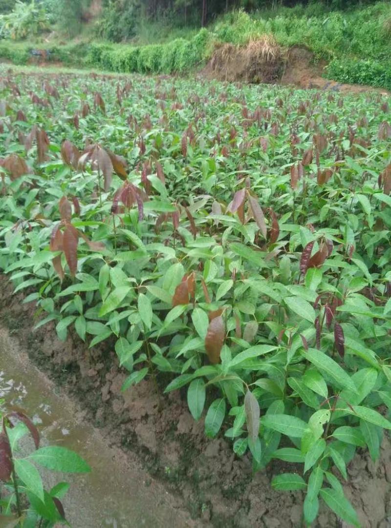 广西芒果苗当年结果嫁接苗南方种植庭院盆栽地栽苗四季芒果苗